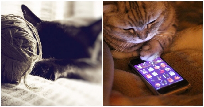 10 imagens mostrando como a tecnologia mudou a vida dos gatos
