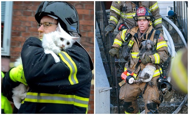 12 animais que serão agradecidos aos bombeiros para sempre