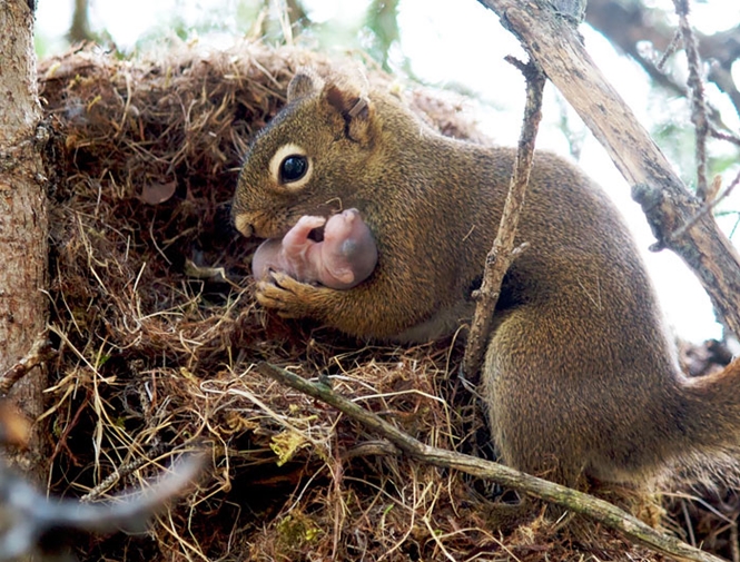 20 belas imagens demonstrando a beleza e pureza dos esquilos