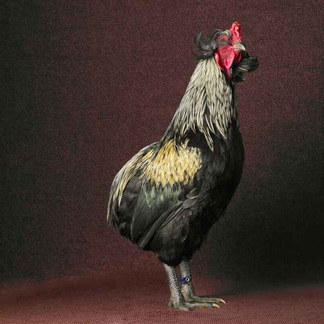 Artista cria série fotografando galinhas em poses divertidas