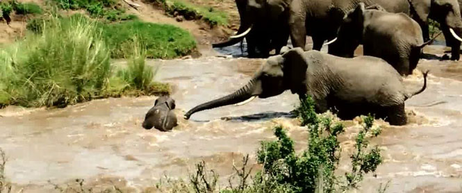 Assista ao momento comovente em que um bebê elefante é resgatado por sua mãe ao tentar atravessar um rio