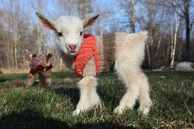 Cabras recém nascidas ganham roupas de lã para suportar o frio