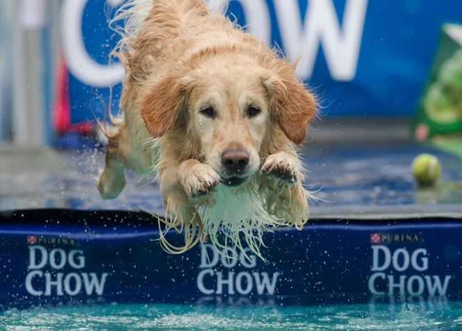 Campeonato de natação para cães faz sucesso na Hungria