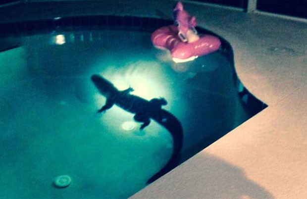 Casal encontra jacaré de 2,4 metros nadando dentro da piscina de casa