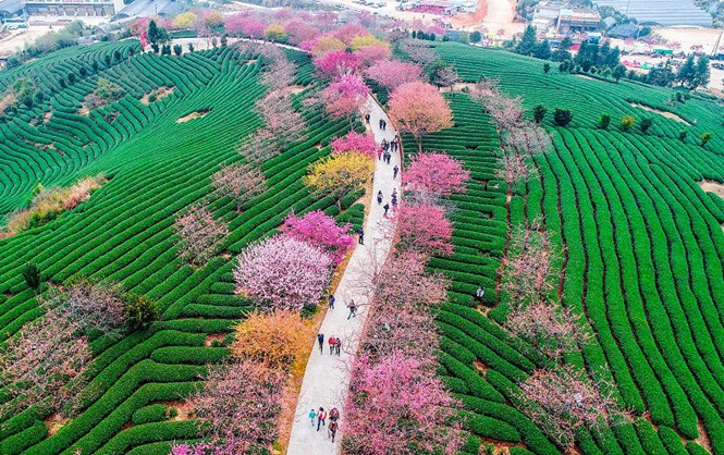 Cerejeiras florescem na China e proporcionam cenas incríveis