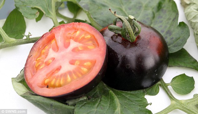 Cientistas criam tomates pretos com poder de combater doenças como o câncer