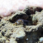 Cientistas descobrem inseto fêmea com órgão genital masculino