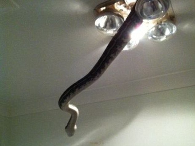 Cobra enorme causa pânico ao aparecer pendurada em lustre de banheiro de residência