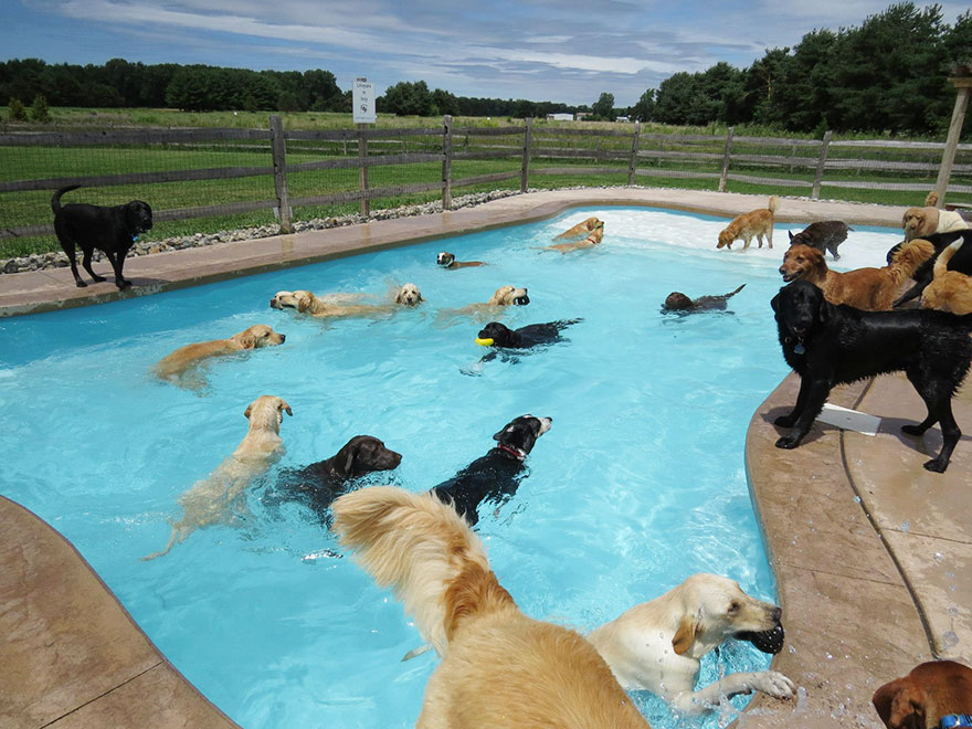Conheça a creche para cachorro que possui até piscina para os animais se divertirem