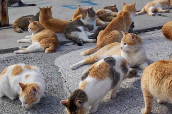 Conheça a ilha japonesa que possui mais gatos que humanos