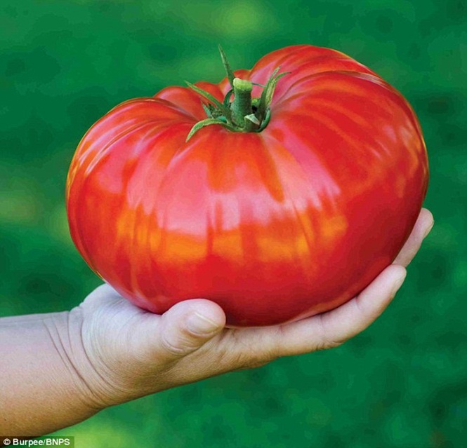 Conheça o tomate gigante que pode alimentar uma família inteira