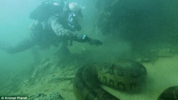 Corajoso mergulhador filma momento em que se deparou com anaconda de 20 metros dentro do rio Amazonas