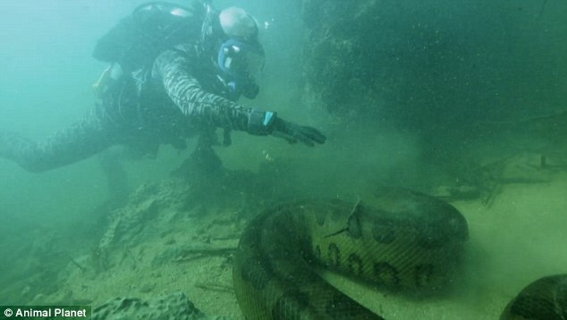 Corajoso mergulhador filma momento em que se deparou com anaconda de 20 metros dentro do rio Amazonas