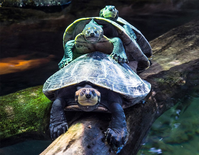 "Engavetamento" de tartarugas vira atração em zoológico austríaco