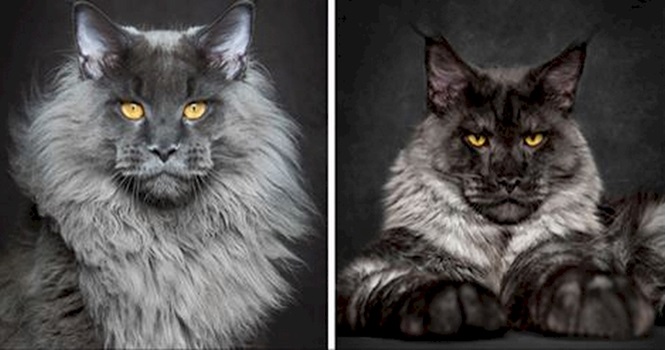 Estas fotos mostram a verdadeira beleza de gatos da raça Maine Coon
