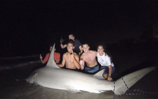 Estudantes de pesca capturam tubarão de mais de 4 metros nos EUA