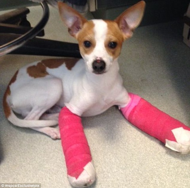 Filhote de cão que fraturou duas patas passa por cirurgia e será colocado em adoção
