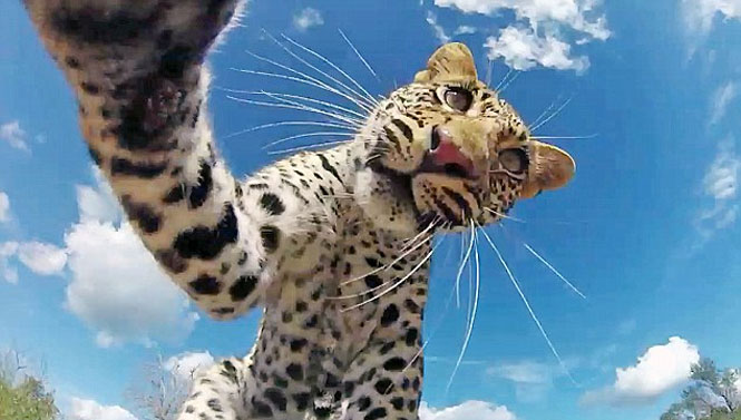 Filhote de Leopardo fica fascinado por câmera em reserva de caça