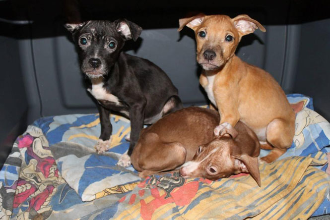 Filhotes de cães esfomeados lutam para sobreviver depois de serem abandonados em abrigo de animais