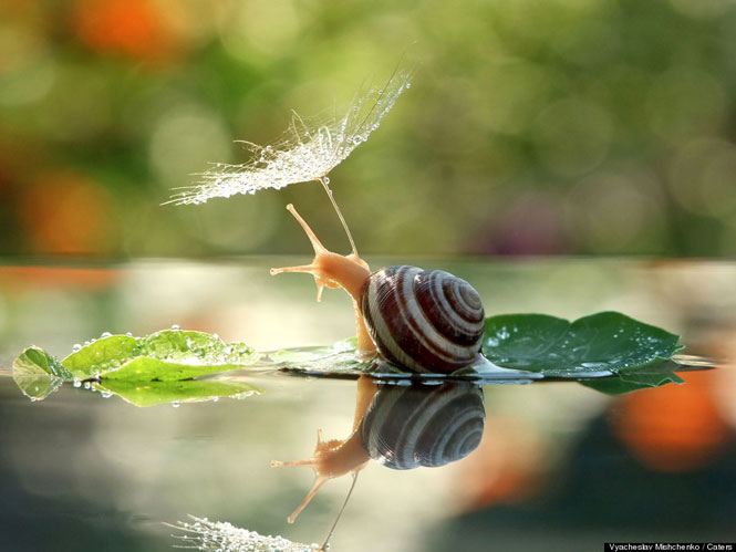 Fotógrafo captura momento em que caracol utiliza flor como um guarda chuva para não se molhar