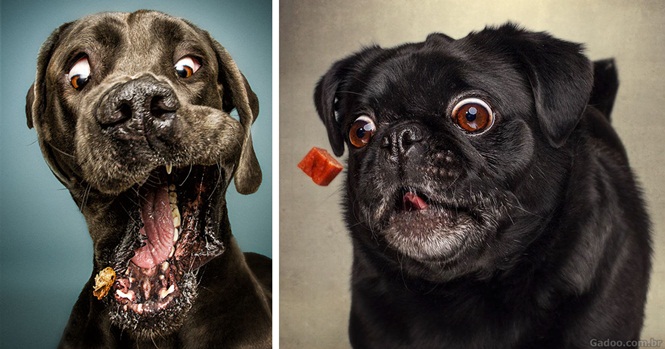 Fotos engraçadas mostram cães tentando pegar comida no ar