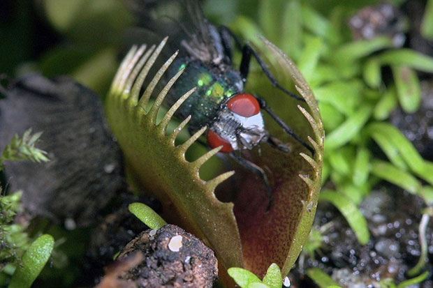 Fotos impressionantes mostram planta carnívora devorando insetos