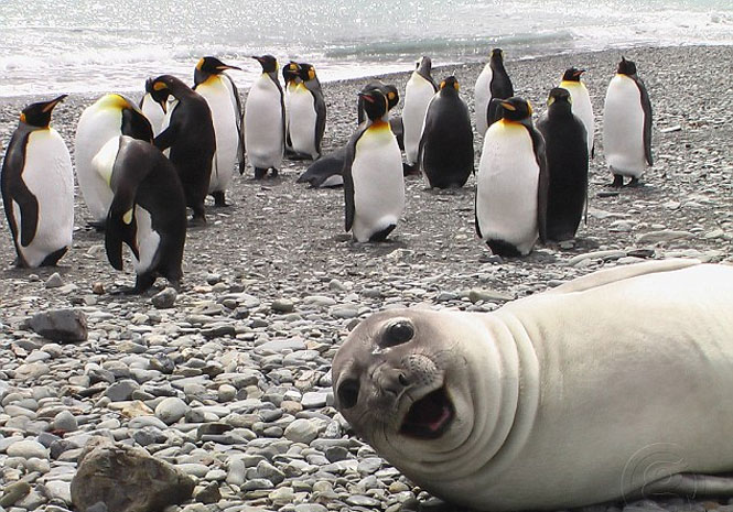 Galeria mostra as mais divertidas selfies de animais pelo mundo