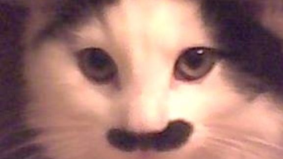 Gato é atacado brutalmente e jogado dentro de lixo por possui bigode semelhante a de Hitler.