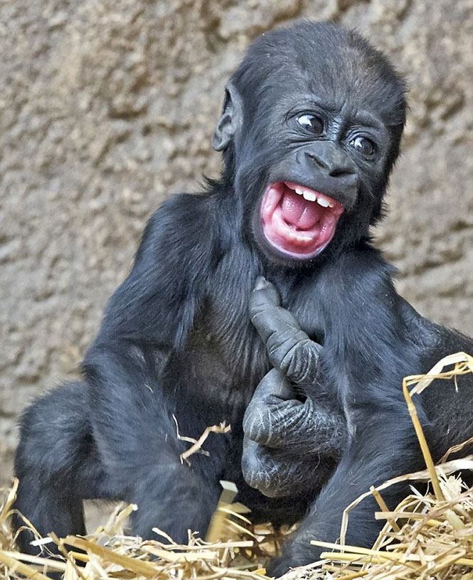 Gorila bebê tem ataque de risos e encanta visitantes de zoológico