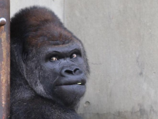 Gorila no auge da forma física atrai diversas mulheres para zoológico no Japão