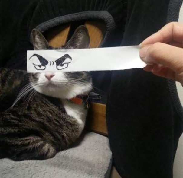 Homem faz sucesso fotografando seus gatos com olhares “em desenho”