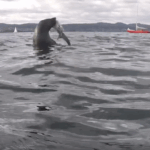 Homem flagra embate entre foca e tubarão; vencedor vai te surpreender – Virgula