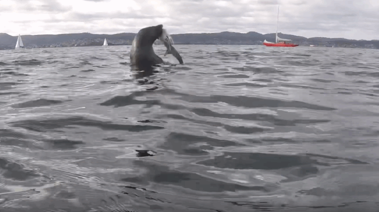 Homem flagra embate entre foca e tubarão; vencedor vai te surpreender – Virgula