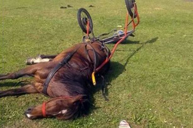 Imagem chocante de cavalo caído e deixado para morrer por se cansar de puxar carroça causa revolta no Facebook