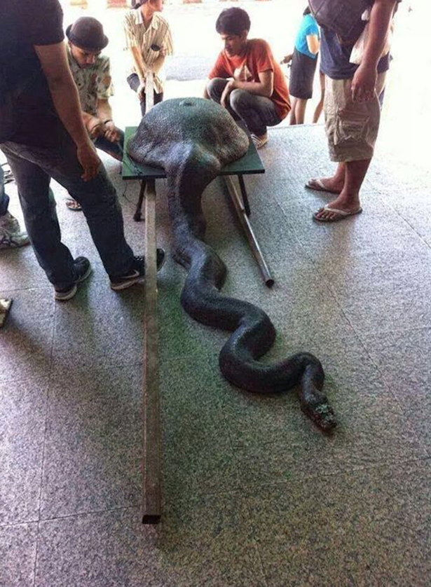 Imagem de cobra píton em apuros após comer panela causa polêmica nas redes sociais