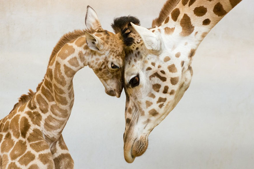 Imagens mostram o amor animal entre pais e seus filhotes