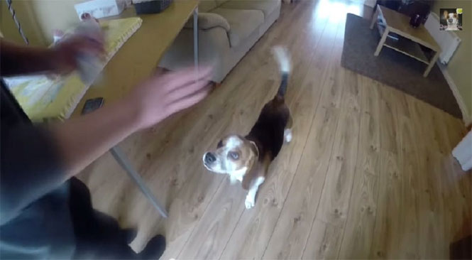 Mãe ensina cão de estimação a ajuda la a trocar as fraldas de seu bebê e vídeo bomba na web