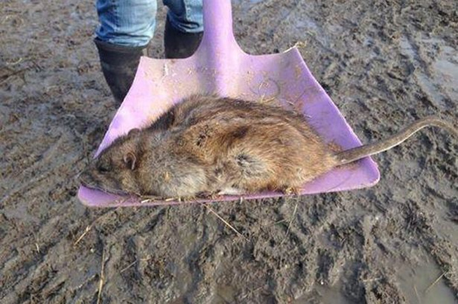 Mais uma vez   outro rato gigante é encontrado no Reino Unido