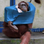 Orangotango faz sucesso ao aprender a se vestir com camisa de humano