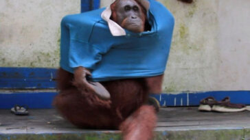 Orangotango faz sucesso ao aprender a se vestir com camisa de humano