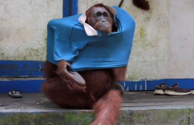 Orangotango faz sucesso ao aprender a se vestir com camisa de humano