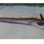 Peixe raro de 4,2 metros é capturado nos EUA e causa intriga em especialistas