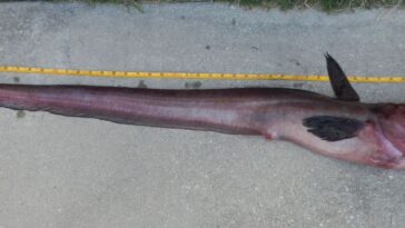 Peixe raro de 4,2 metros é capturado nos EUA e causa intriga em especialistas