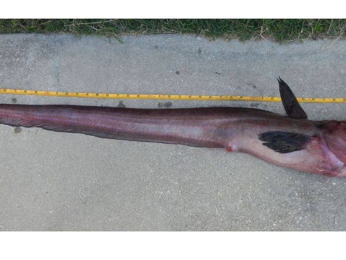 Peixe raro de 4,2 metros é capturado nos EUA e causa intriga em especialistas