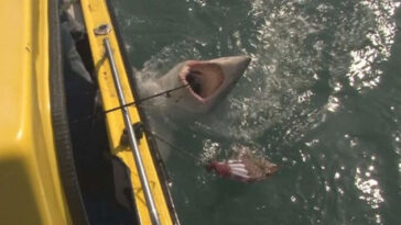 Pescador filma momento dramático em que captura um tubarão de 190 kg