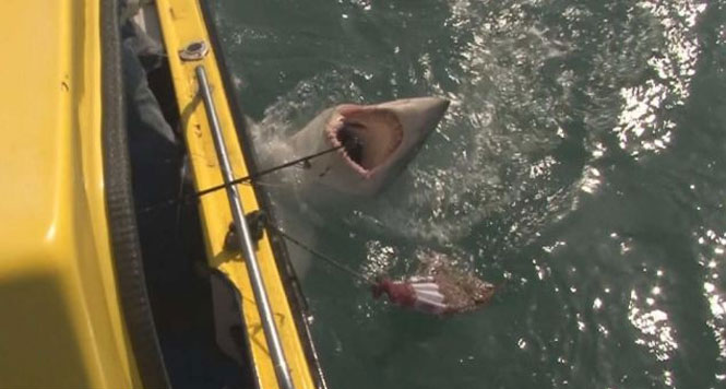 Pescador filma momento dramático em que captura um tubarão de 190 kg