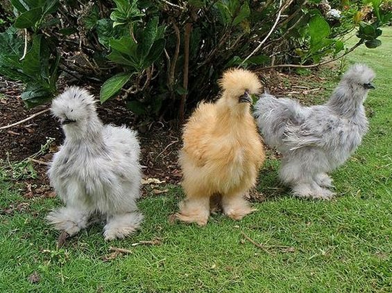 Silkie: conheça a raça de galinhas fofas que são tratadas como animais domésticos
