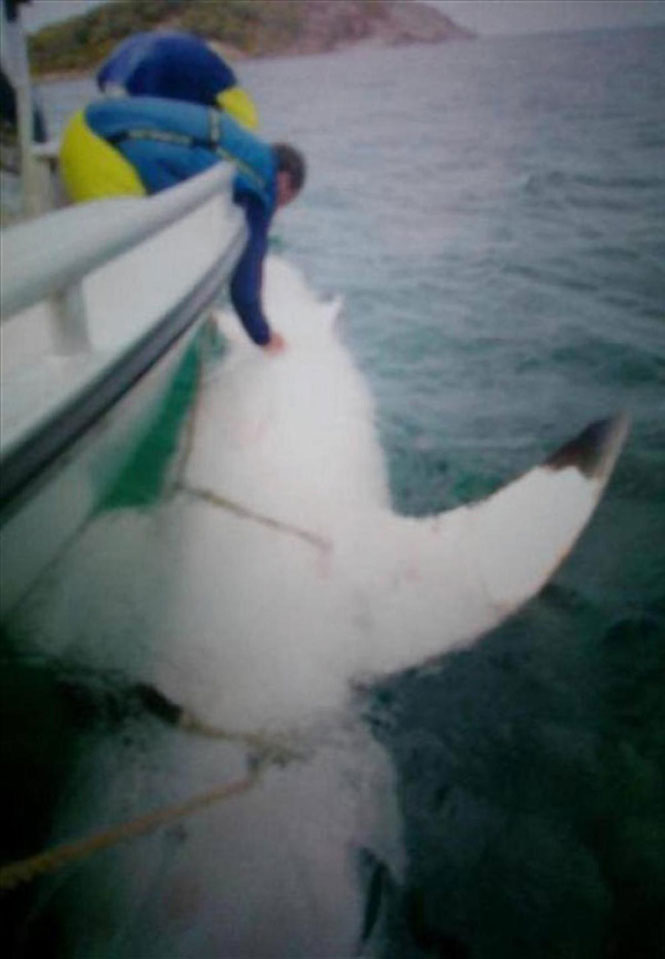 Tubarão monstruoso, de quase 5 metros de comprimento, causa terror em praia na Austrália