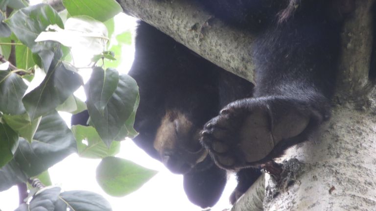 Urso solitário invade zoológico em busca de companhia