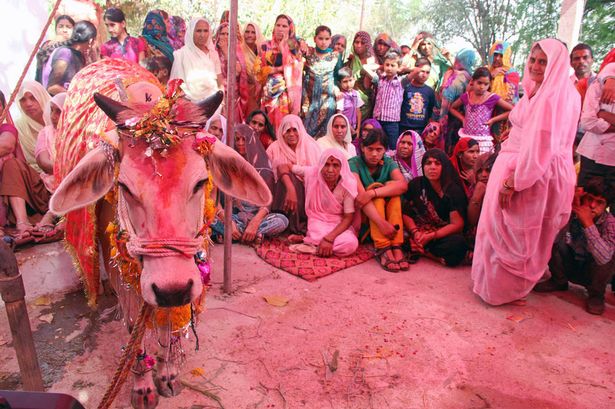 Vaca e touro se casam em cerimônia que custou 38 mil reais